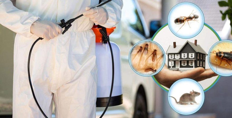 Eyyübiye Böcek İlaçlama